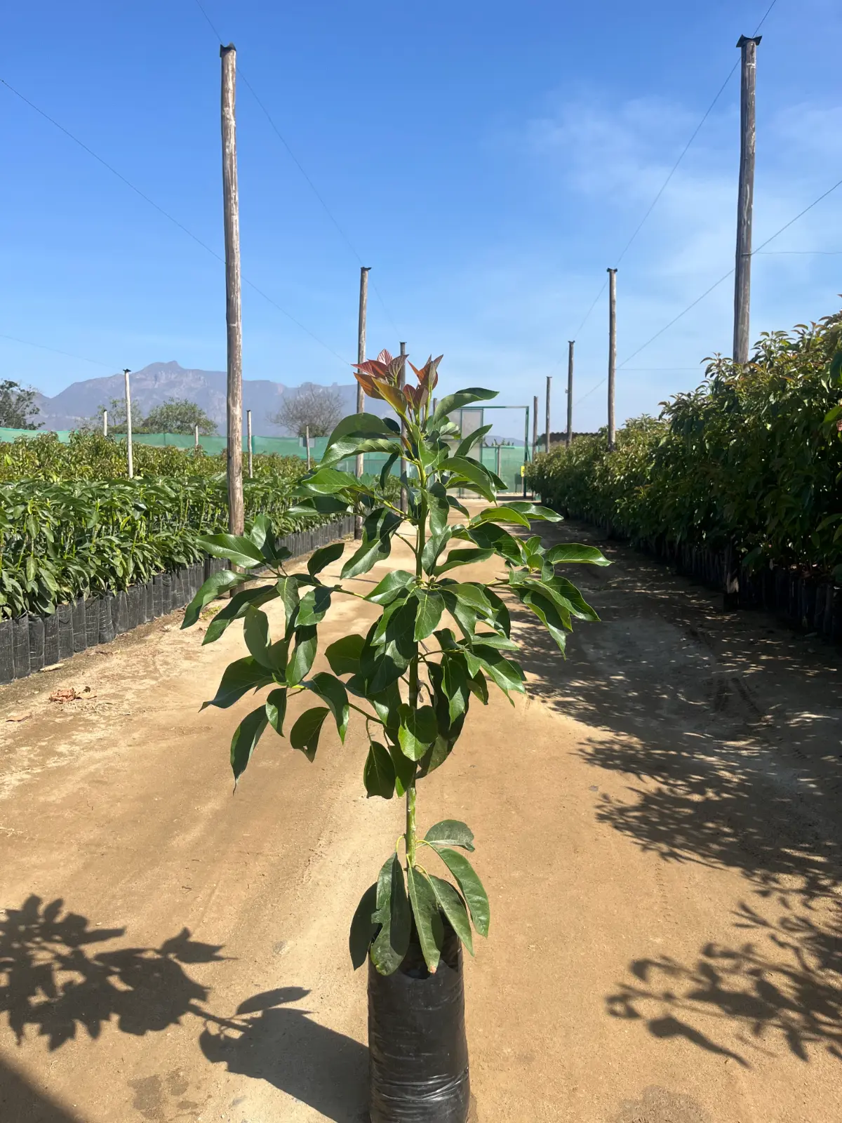 Plantones de palta Zutano sobre Antillano